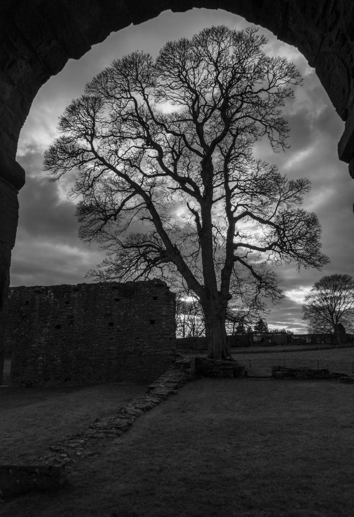 Tree framed in the arch