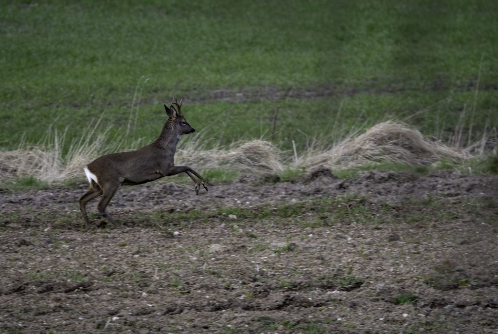 Roe deer stag mid run