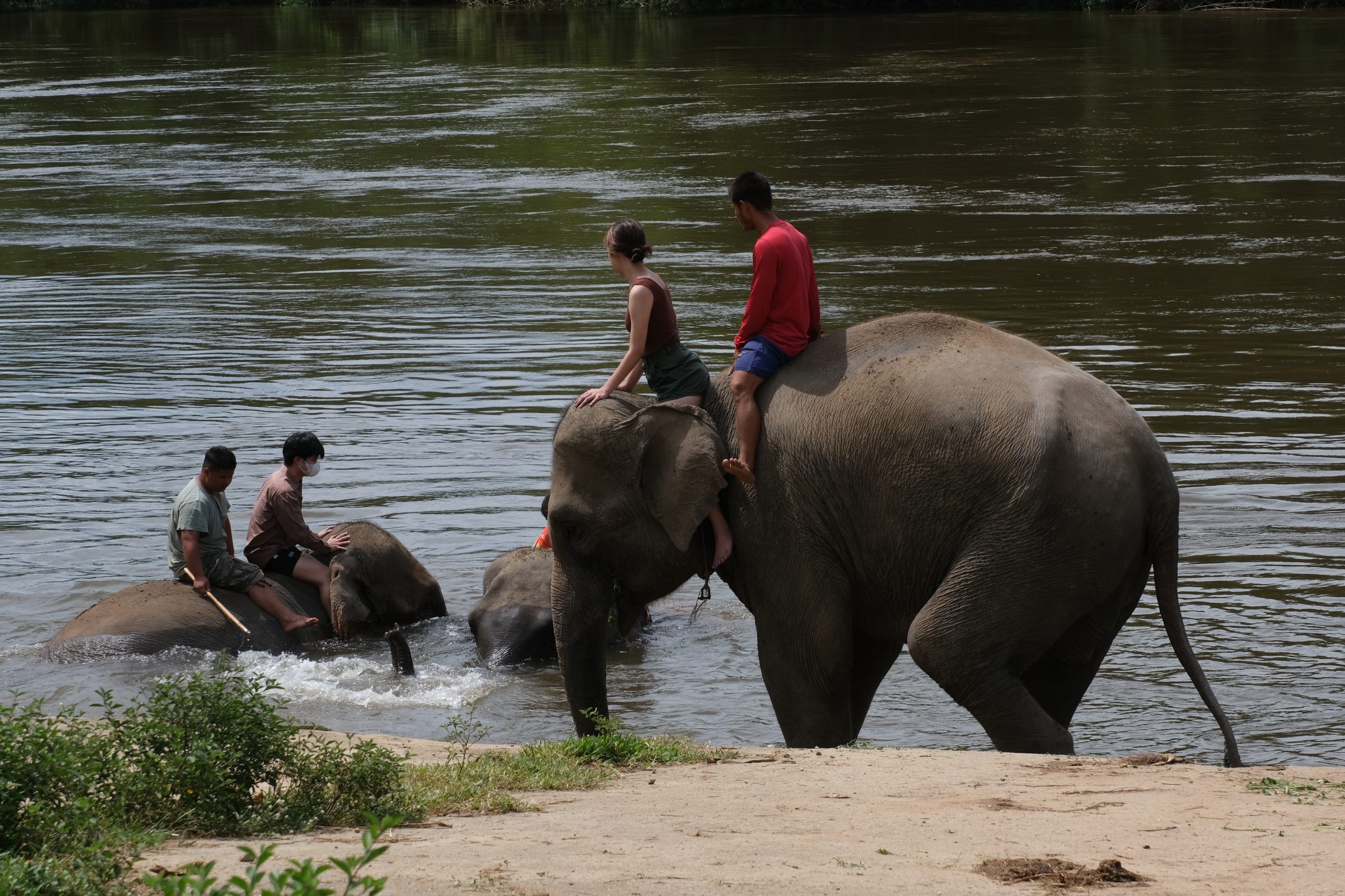 Bathing with elephants