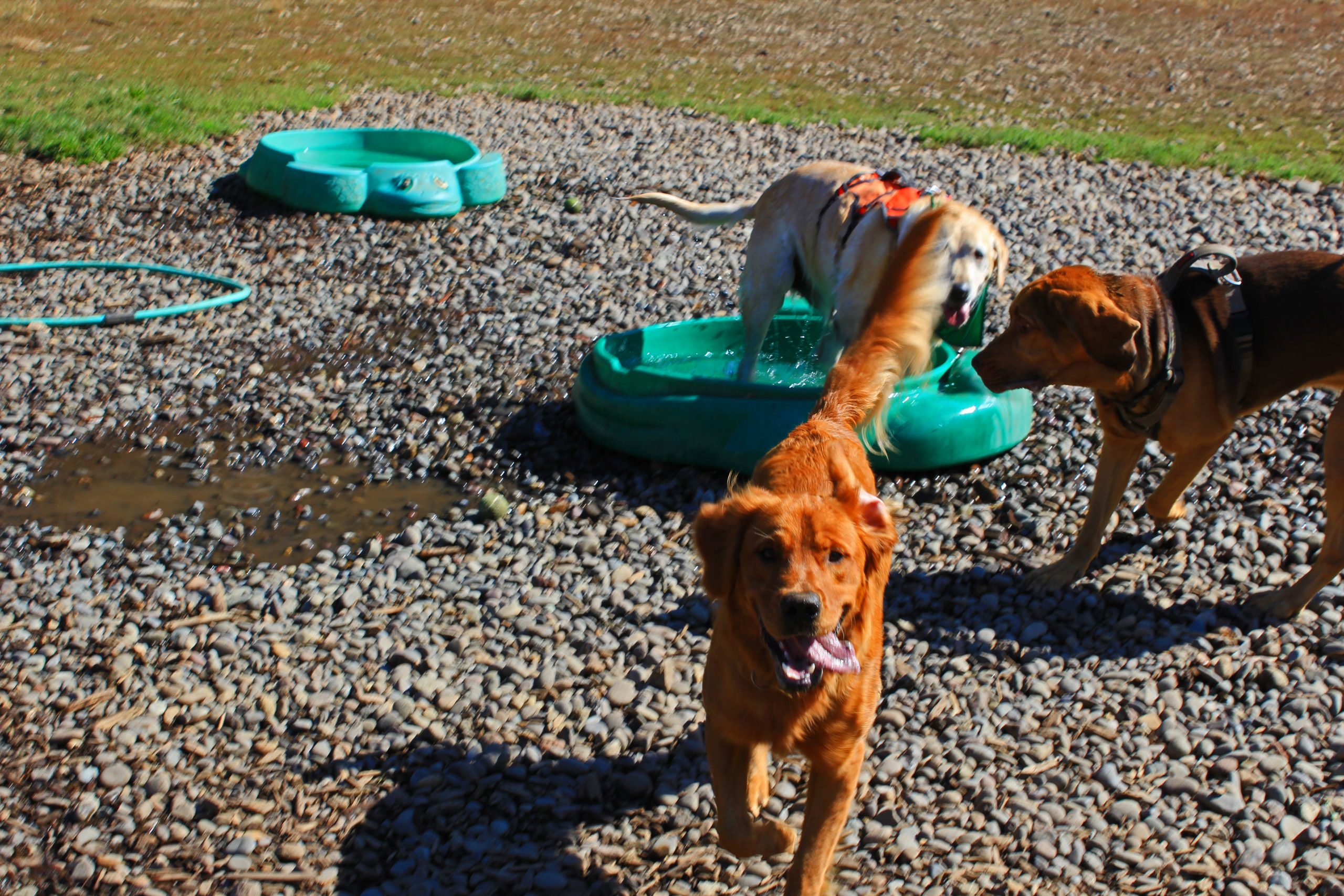 Fun Time at the Dog Park …